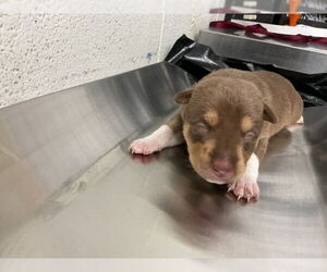 German Shepherd Dog-Unknown Mix Dogs for adoption in San Bernardino, CA, USA