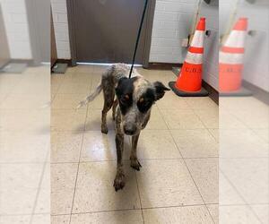 Mutt Dogs for adoption in Stockton, CA, USA