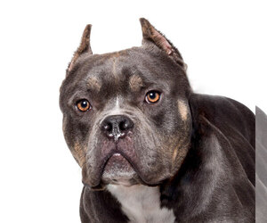 Staffordshire Bull Terrier Dogs for adoption in West Hollywood, CA, USA