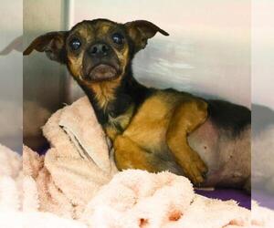 Chihuahua-Unknown Mix Dogs for adoption in San Antonio, TX, USA