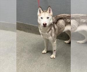 Siberian Husky-Unknown Mix Dogs for adoption in Las Vegas, NV, USA