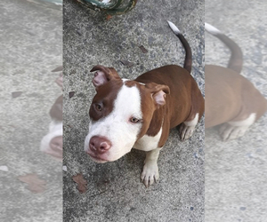 American Staffordshire Terrier Dogs for adoption in Wenonah, NJ, USA