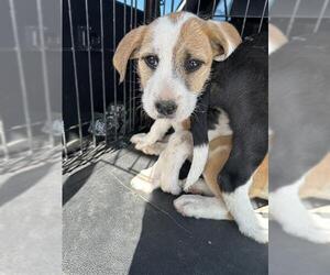 Mutt Dogs for adoption in Stockton, CA, USA