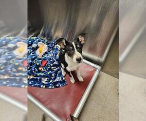 Border Collie-Siberian Husky Mix Dogs for adoption in Denver, CO, USA