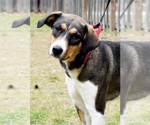 Mutt Dogs for adoption in Cherry Hill, NJ, USA