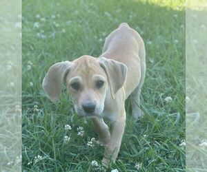 Black Mouth Cur-Unknown Mix Dogs for adoption in Monticello, MS, USA