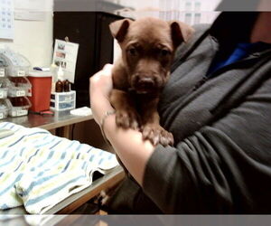 Mutt Dogs for adoption in Martinez, CA, USA