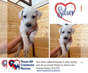 Italian Greyhound-Labrador Retriever Mix Dogs for adoption in Lillian, TX, USA