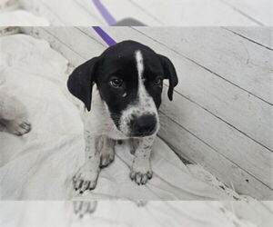 American Pit Bull Terrier-Unknown Mix Dogs for adoption in San Bernardino, CA, USA