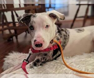 Catahoula Leopard Dog Dogs for adoption in Stephens City, VA, USA
