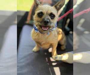 Cairn Terrier-French Bulldog Mix Dogs for adoption in Croydon, NH, USA