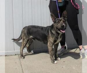 American Pit Bull Terrier-German Shepherd Dog Mix Dogs for adoption in Louisville, KY, USA