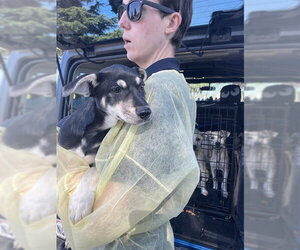 Labrador Retriever Dogs for adoption in Stockton, CA, USA