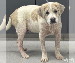 Labrador Retriever-Unknown Mix Dogs for adoption in Washington, DC, USA