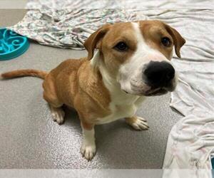 American Pit Bull Terrier-Unknown Mix Dogs for adoption in Rancho Cucamonga, CA, USA