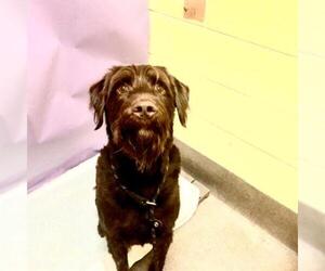 Labradoodle Dogs for adoption in Forestville, MD, USA