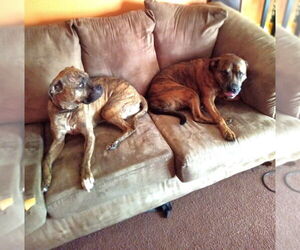 American Pit Bull Terrier Dogs for adoption in Candler, NC, USA