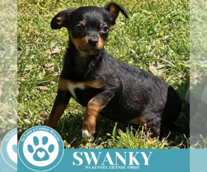 Chihuahua Dogs for adoption in Kimberton, PA, USA