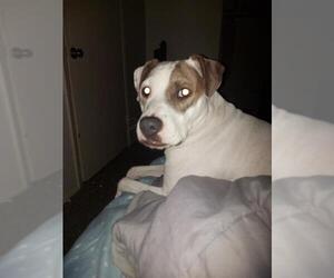 American Staffordshire Terrier Dogs for adoption in San Antonio, TX, USA