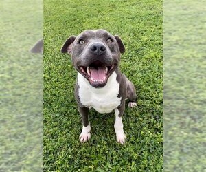 Medium Photo #1 Mutt Puppy For Sale in Rosenberg, TX, USA