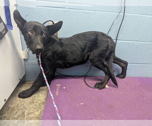 German Shepherd Dog Dogs for adoption in Evansville, IN, USA