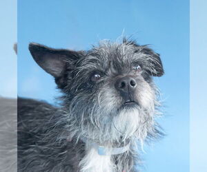 Mutt Dogs for adoption in Pasadena, CA, USA