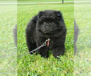 Chow Chow Dogs for adoption in Royal Palm Beach, FL, USA