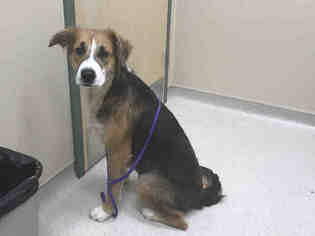 English Shepherd-Unknown Mix Dogs for adoption in Waynesville, NC, USA