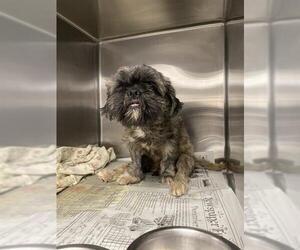 Shih Tzu-Unknown Mix Dogs for adoption in San Antonio, TX, USA