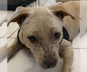 Labrador Retriever-Unknown Mix Dogs for adoption in Tampa, FL, USA