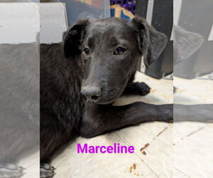 Shepradors Dogs for adoption in Franklin, North Carolina, NC, USA