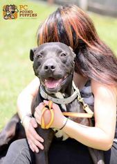 Labrador Retriever-Unknown Mix Dogs for adoption in Mt Vernon, IN, USA
