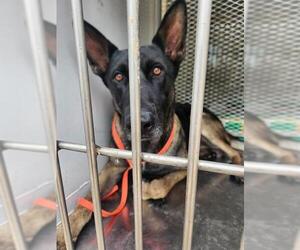 Mutt Dogs for adoption in Bakersfield, CA, USA