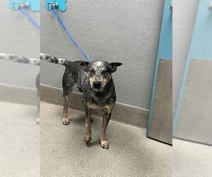 Mutt Dogs for adoption in Las Vegas, NV, USA
