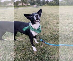 Border Collie Dogs for adoption in Highland, IL, USA