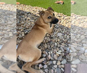 Black Mouth Cur-Unknown Mix Dogs for adoption in Aurora, CO, USA