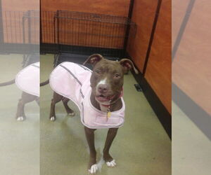 American Pit Bull Terrier-Chocolate Labrador retriever Mix Dogs for adoption in Acworth, GA, USA