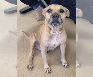 Boxer-Unknown Mix Dogs for adoption in Decatur, IL, USA