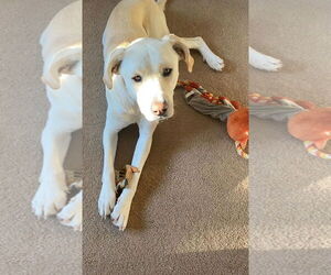 Great Pyrenees-Unknown Mix Dogs for adoption in Winter Park, CO, USA