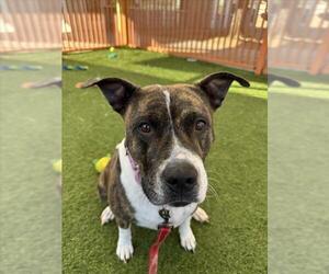 Mutt Dogs for adoption in Las Vegas, NV, USA