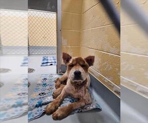 Chow Chow-Unknown Mix Dogs for adoption in Tulsa, OK, USA