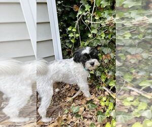 Maltese-Unknown Mix Dogs for adoption in Candler, NC, USA