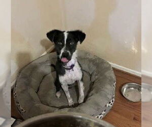 Australian Shepherd-Unknown Mix Dogs for adoption in Westwood, NJ, USA