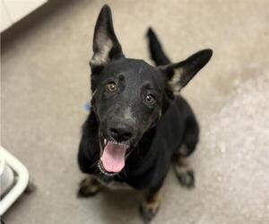 German Shepherd Dog-Unknown Mix Dogs for adoption in HESPERIA, CA, USA