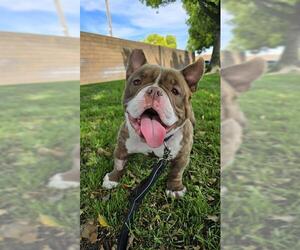 Bulldog-Unknown Mix Dogs for adoption in Lodi, CA, USA