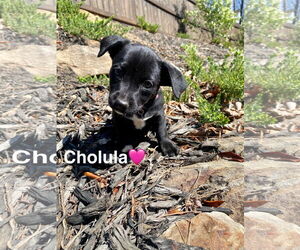 Chiweenie Dogs for adoption in Ball Ground, GA, USA