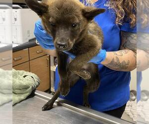 Australian Kelpie-Unknown Mix Dogs for adoption in Modesto, CA, USA