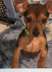 Chihuahua-Unknown Mix Dogs for adoption in Royal Palm Beach, FL, USA
