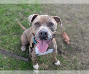 American Pit Bull Terrier-Unknown Mix Dogs for adoption in Ocala, FL, USA