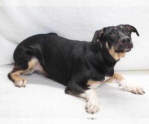 Labrador Retriever-Unknown Mix Dogs for adoption in Burbank, CA, USA